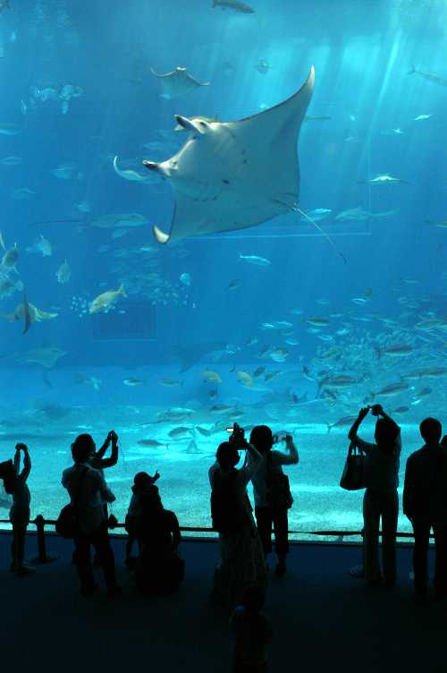 Churaumi Aquarium and Ocean Expo Park