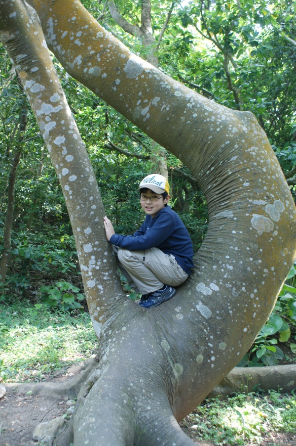 ゲゲゲの鬼太郎実写版の撮影に使われた木